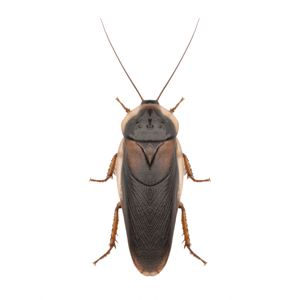 Swell Live Feeder Cockroaches (Dubia) Pre-Pack