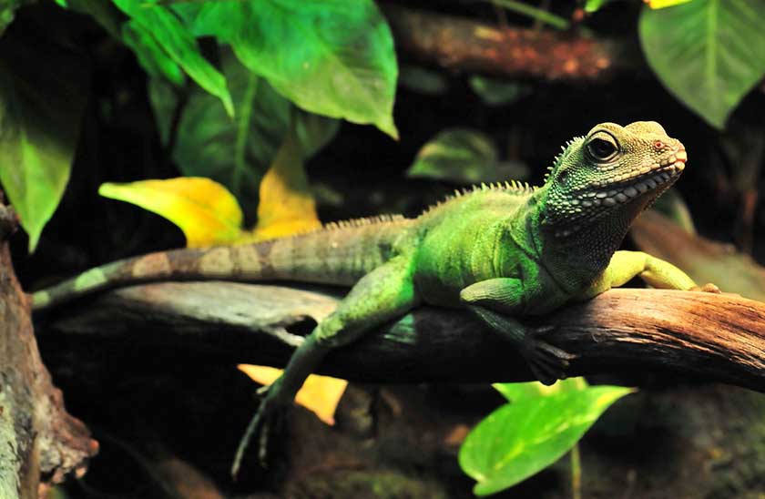 reptile chinese water dragon