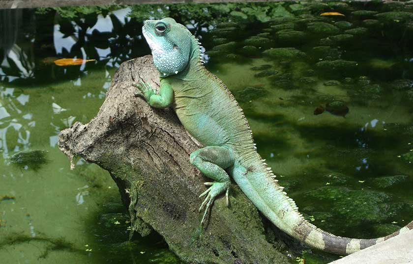 reptile chinese water dragon
